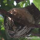 Image of Brown Fish Owl