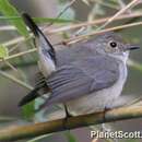 Image of Taiga Flycatcher