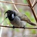 Image of Himalayan Bulbul