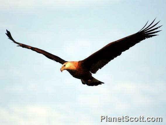 Image of Sea eagles