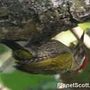 Image of Scaly-bellied Woodpecker