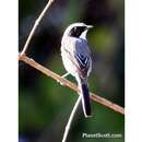 Image of Grey Bush Chat