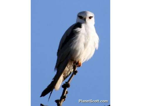 Image of Black-shouldered Kites