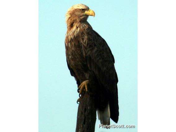 Image of Sea eagles