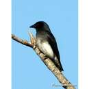 Image of White-bellied Drongo