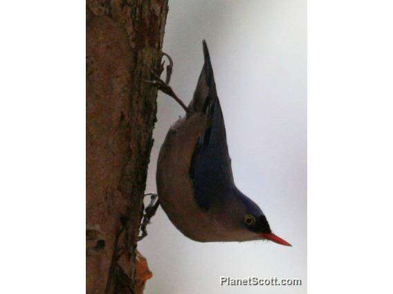 Image of nuthatches and relatives