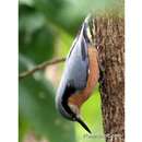 Image of Chestnut-bellied Nuthatch