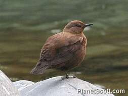 Image of dippers