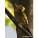 Image of Lesser Yellownape Woodpecker