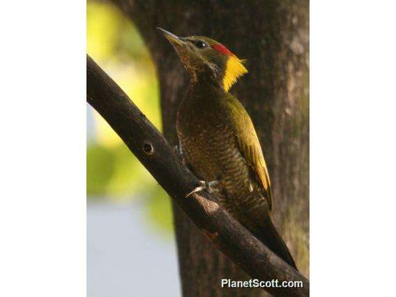 Image of Picus Linnaeus 1758