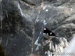 Image of Forktail