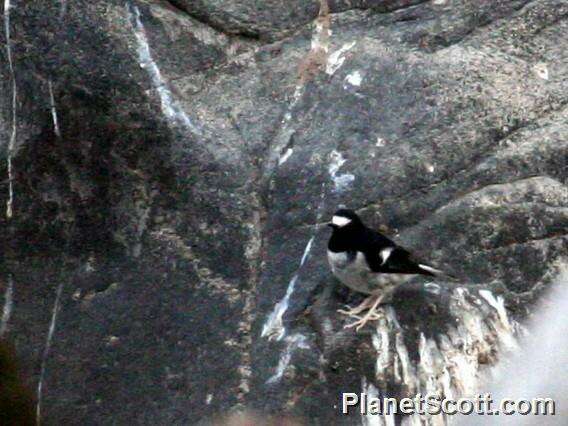 Image of Forktail