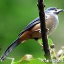 Image of White-eared Sibia