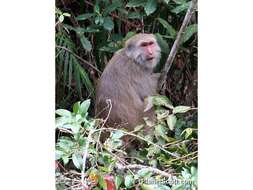 Image of macaques