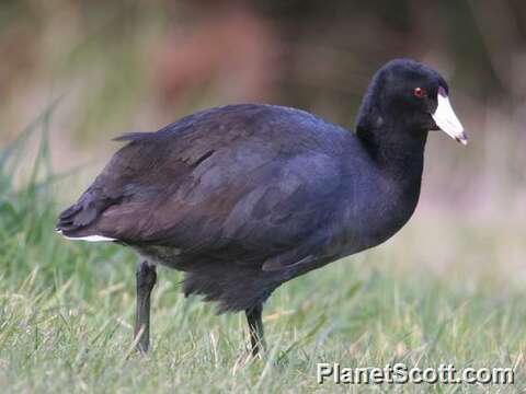 Image of Fulica Linnaeus 1758