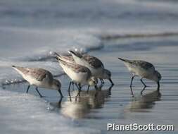 Image of Calidris Merrem 1804