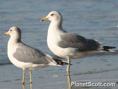 Larus Linnaeus 1758 resmi