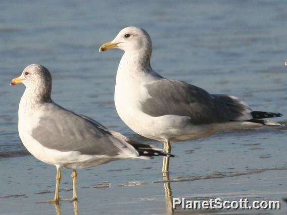 Слика од Larus Linnaeus 1758