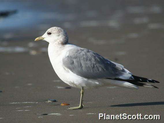 Imagem de Larus Linnaeus 1758