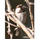 Image of Chestnut-backed Chickadee