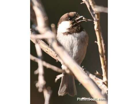 Image of Chickadee