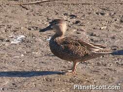 Image of Cinnamon Teal