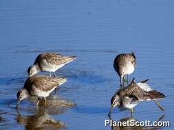 Image of Dowitcher