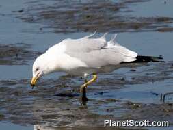 Larus Linnaeus 1758 resmi