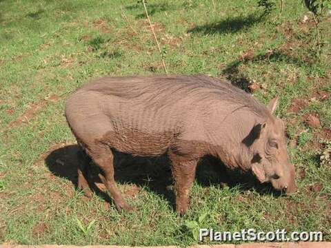 Image of Bush Pig and Red River Hog