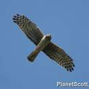 Image of Northern Harrier