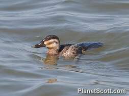 Image of Bluebills