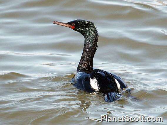 Image of Phalacrocorax Brisson 1760