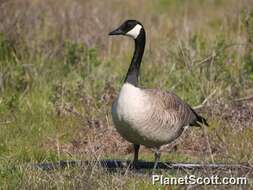 Image of Hawaiian goose