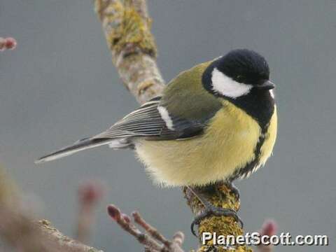 Imagem de Parus Linnaeus 1758