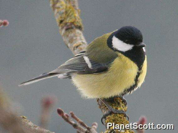 Image of Parus Linnaeus 1758