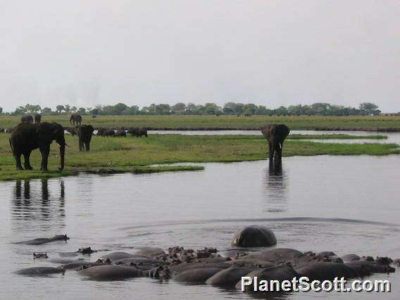 Image of hippos