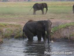 صورة فيل إفريقي