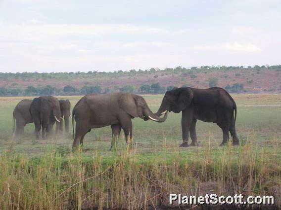 Image of African elephant