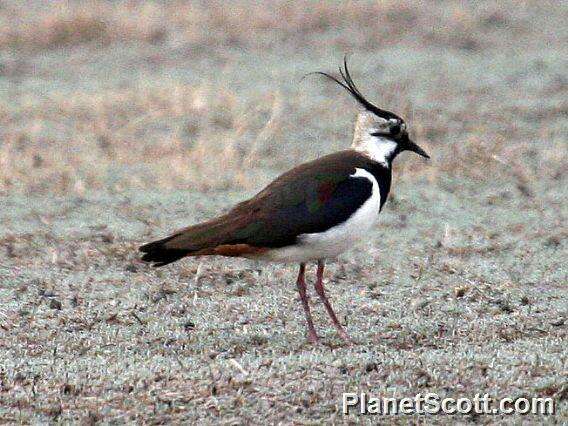 Image of Lapwing