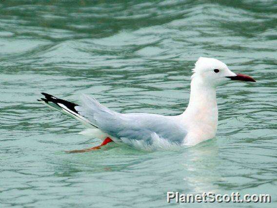 Image of Hooded gulls