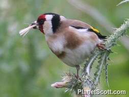 Imagem de Carduelis Brisson 1760