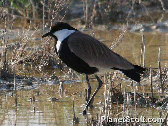 Image of Lapwing