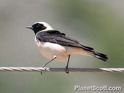 Image of Wheatear