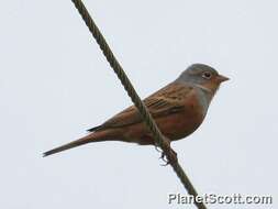 Image of Cretzschmar's Bunting