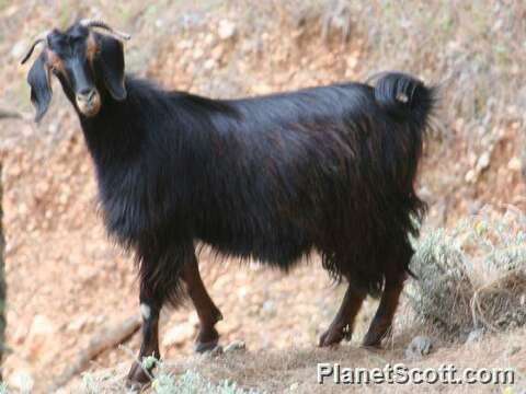 Image of goats