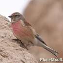 Image of Common Linnet