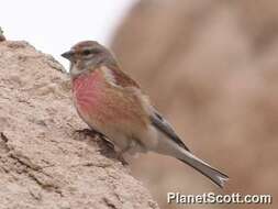 Image of Linnets