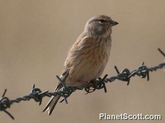 Image of Linnets