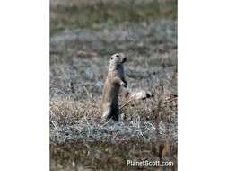 Image of Ground squirrels