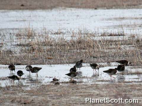 Imagem de Calidris pugnax (Linnaeus 1758)